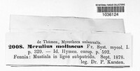 Leucogyrophana mollusca image